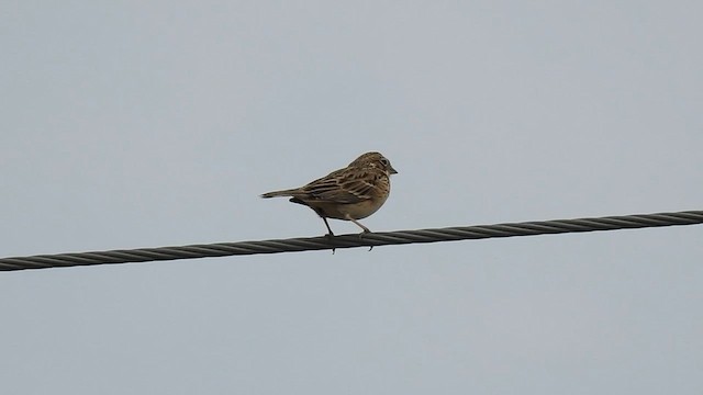 Vesper Sparrow - ML558268391