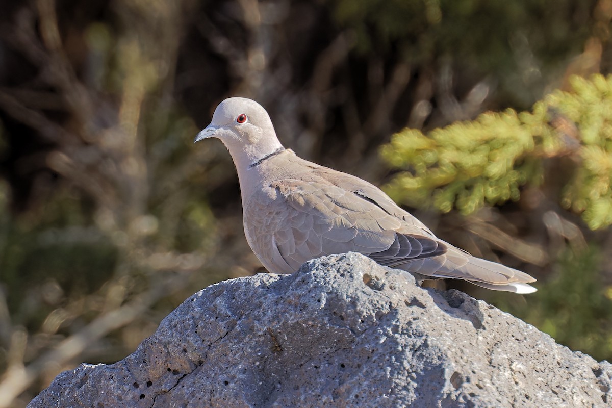 Eurasian Collared-Dove - ML558285461