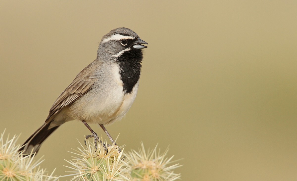 Black-throated Sparrow - ML55828741