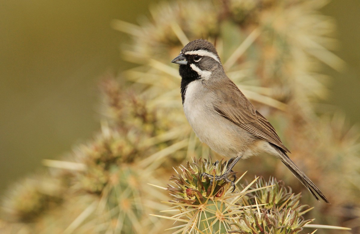 Black-throated Sparrow - Luke Seitz