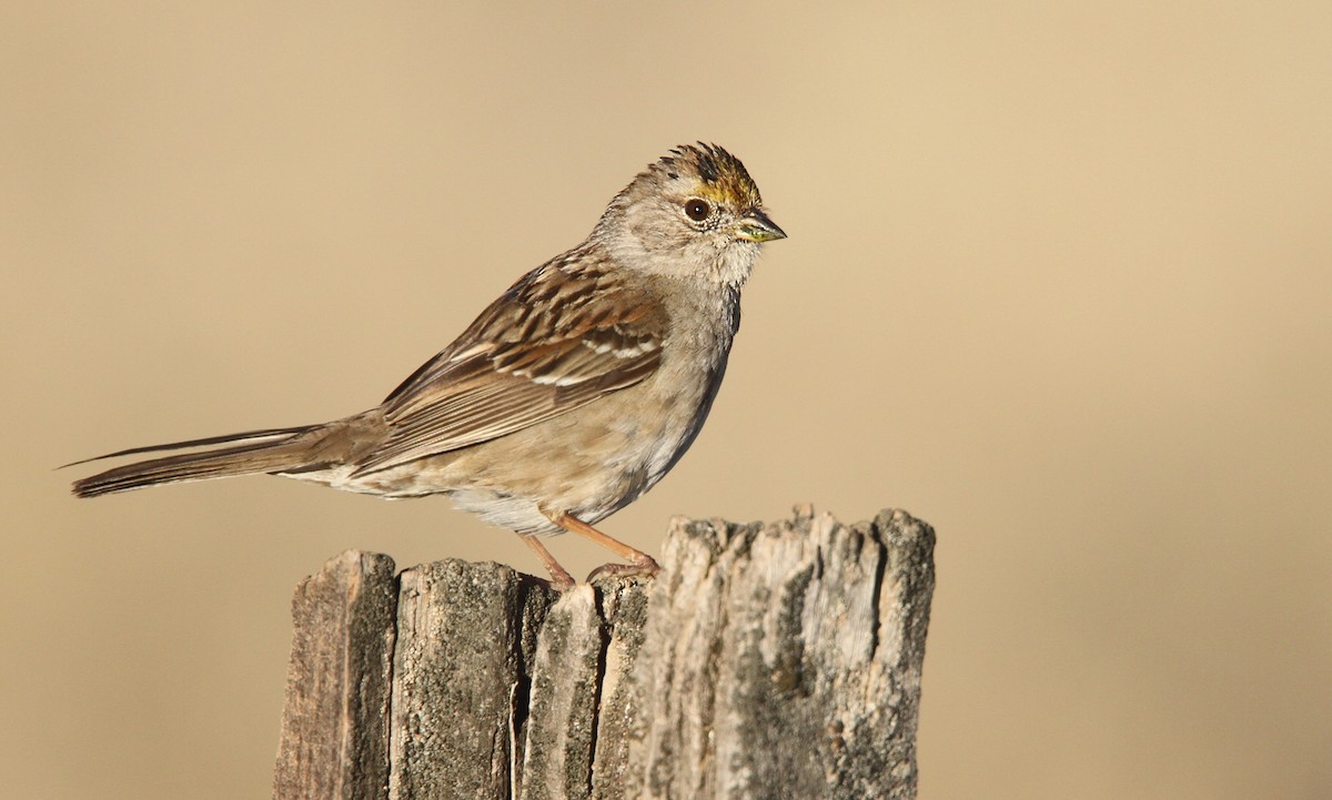 Golden-crowned Sparrow - ML55829341