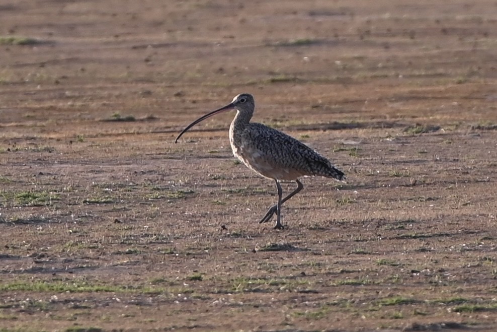 Long-billed Curlew - ML558296931