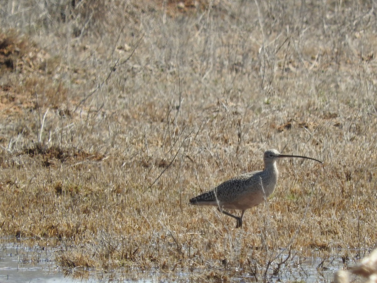 Long-billed Curlew - Heather Campbell