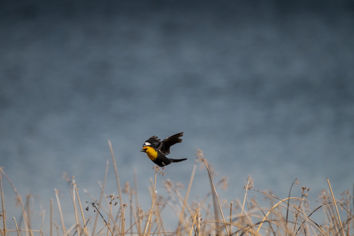 Yellow-headed Blackbird - ML558303701