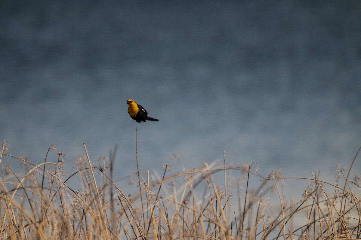 Yellow-headed Blackbird - ML558303711