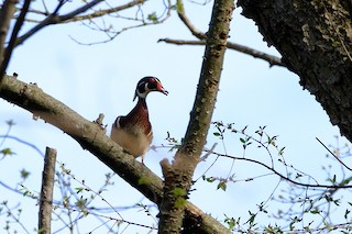Wood Duck, ML558315241