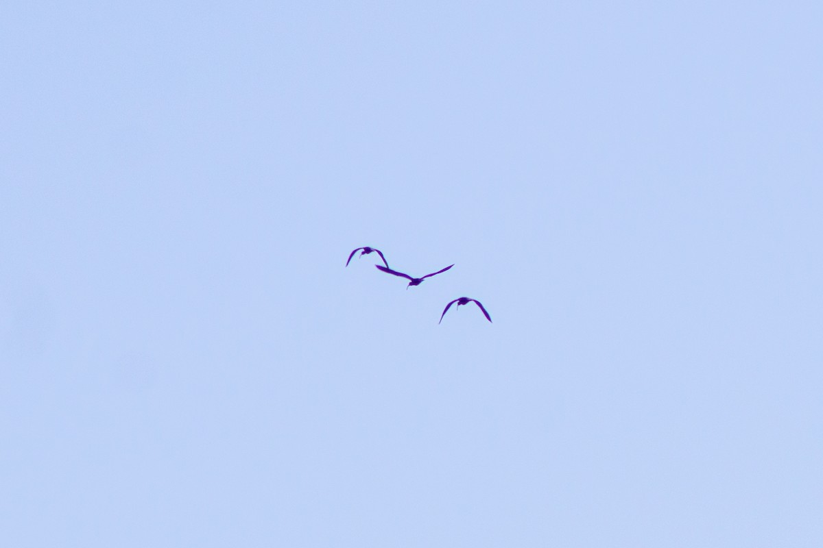 ibis americký - ML558316611