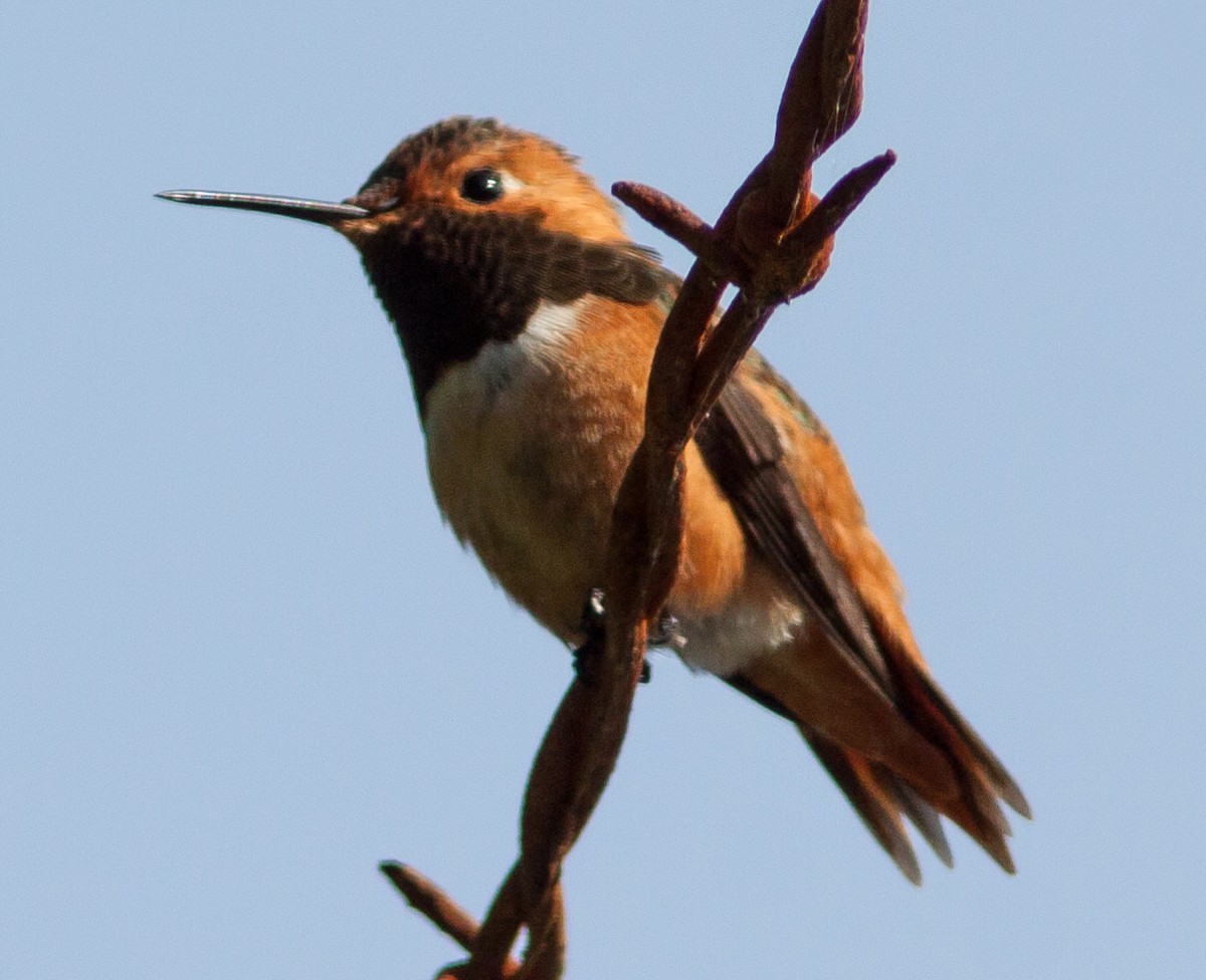 Allen's Hummingbird - Jeff Todoroff
