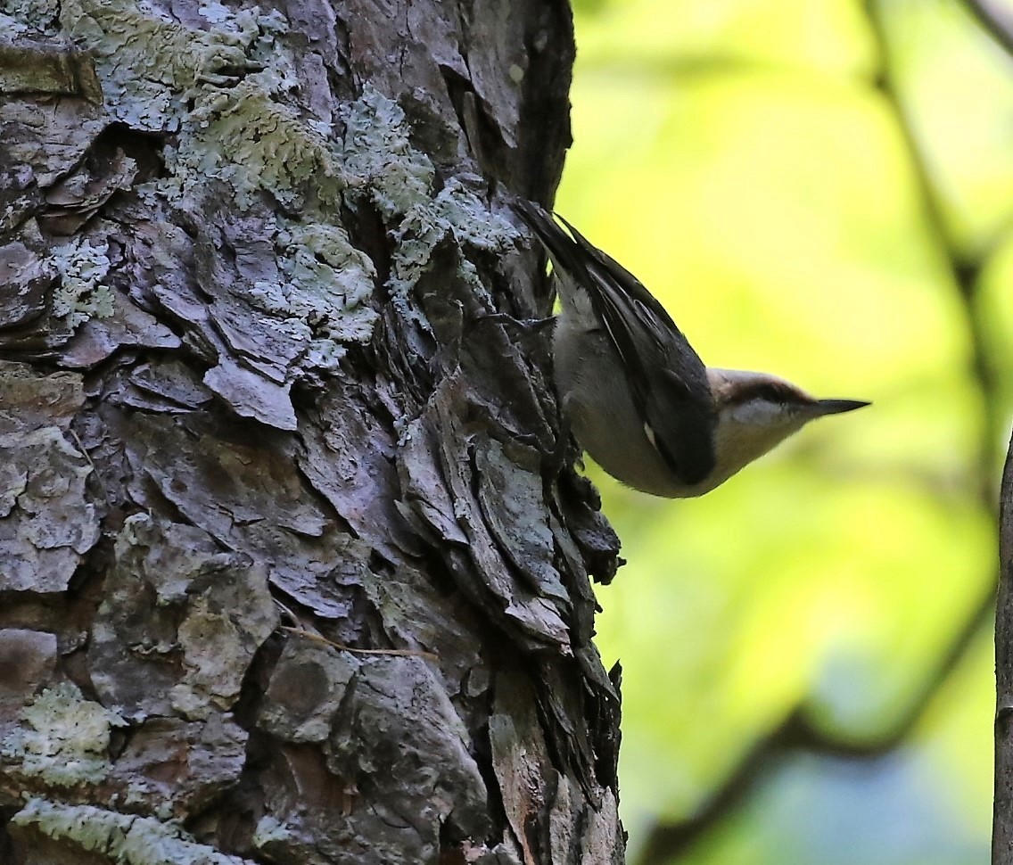 Brown-headed Nuthatch - ML558326501