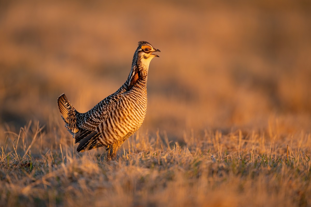 Greater Prairie-Chicken - ML558328151