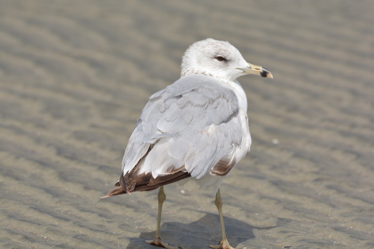 Ring-billed Gull - Harold Donnelly