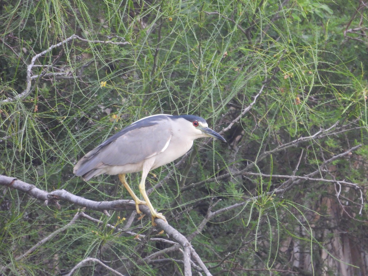 Black-crowned Night Heron - Paolo Matteucci