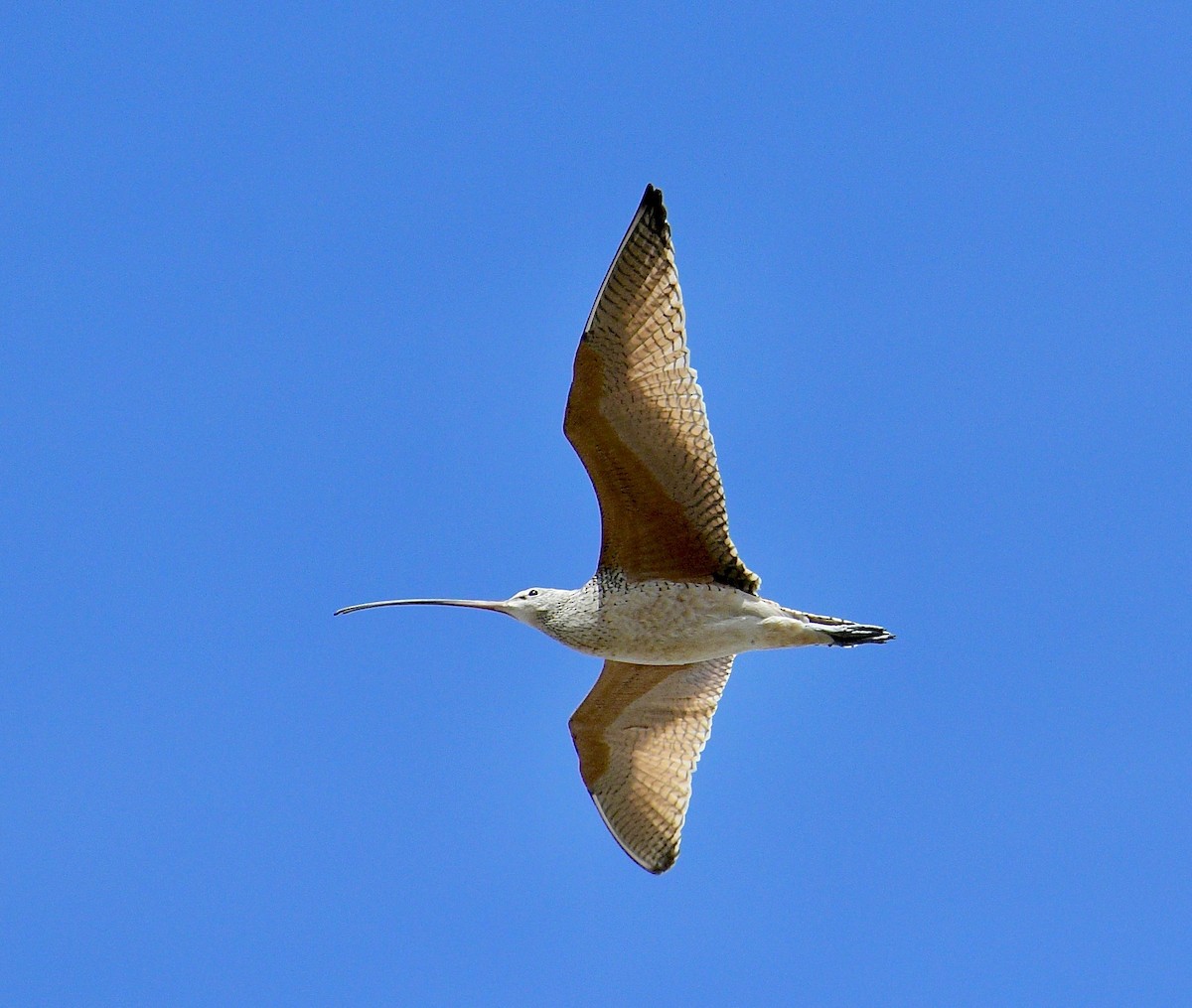 Long-billed Curlew - ML558339151