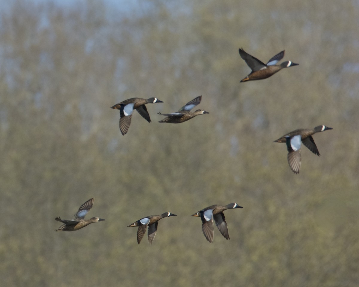 Blue-winged Teal - ML558344511
