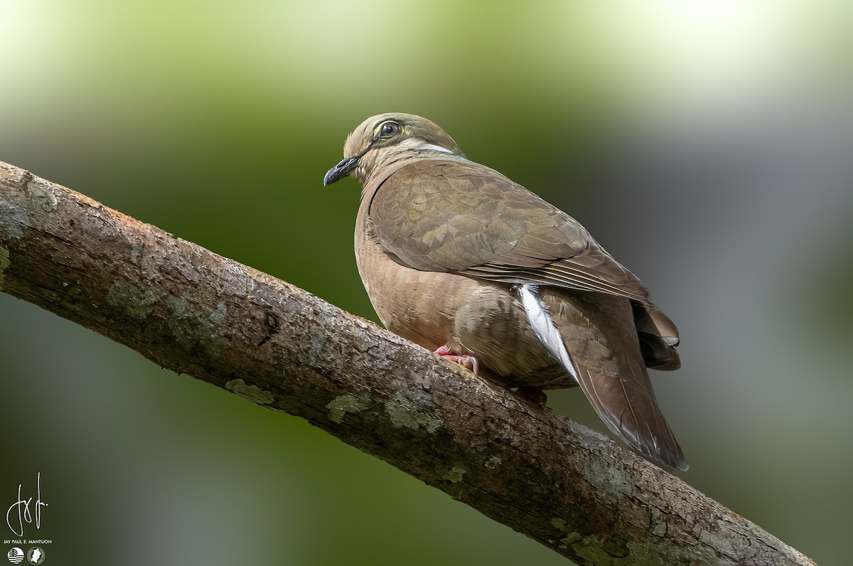 White-eared Brown-Dove - Jay Paul Mantuon