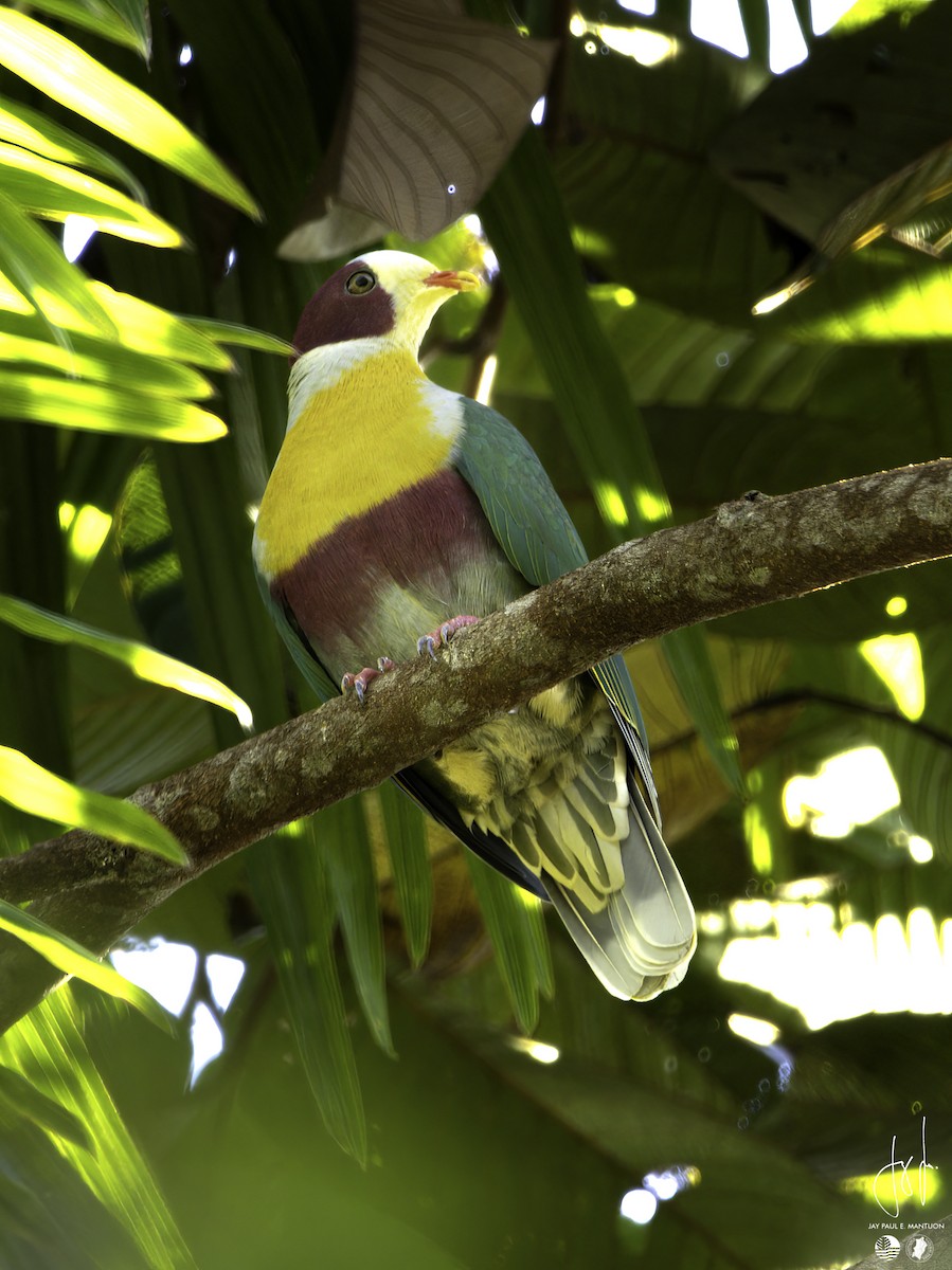 Yellow-breasted Fruit-Dove - ML558345151