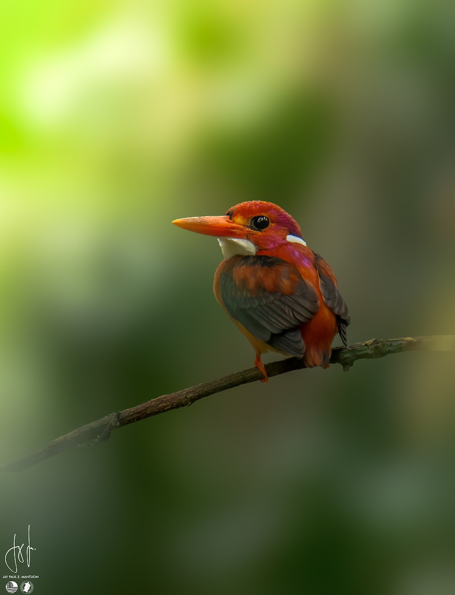 Philippine Dwarf-Kingfisher (Mindanao) - ML558345991