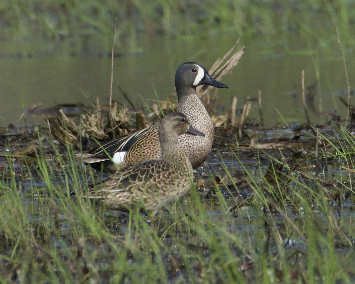 Blue-winged Teal - ML558346011