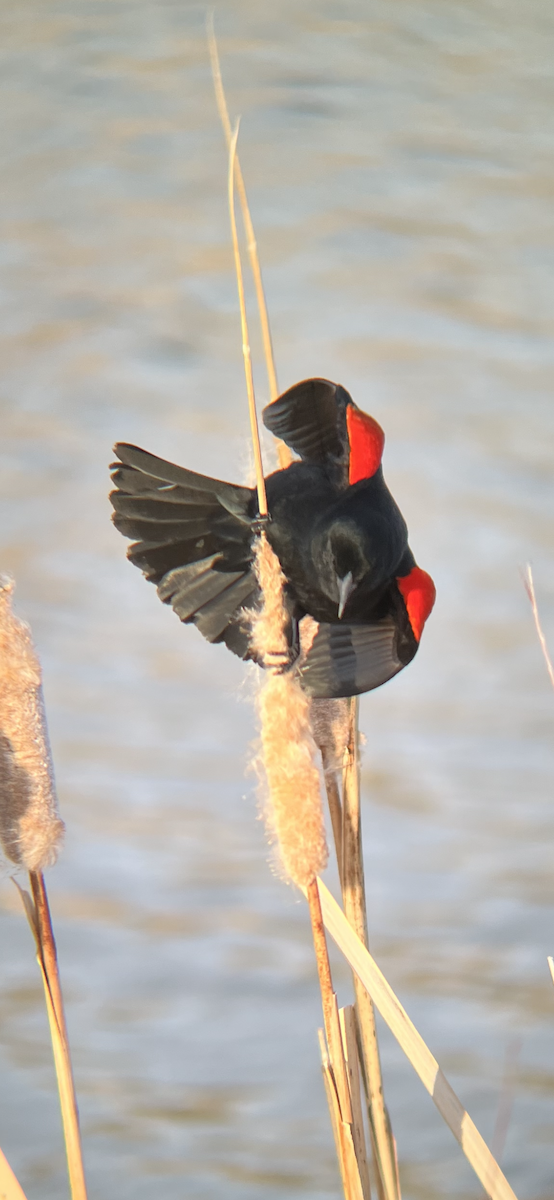 Red-winged Blackbird - sean peters