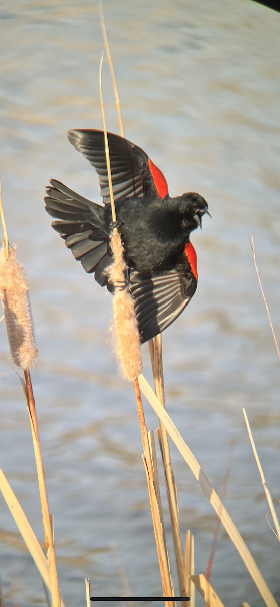 Red-winged Blackbird - sean peters