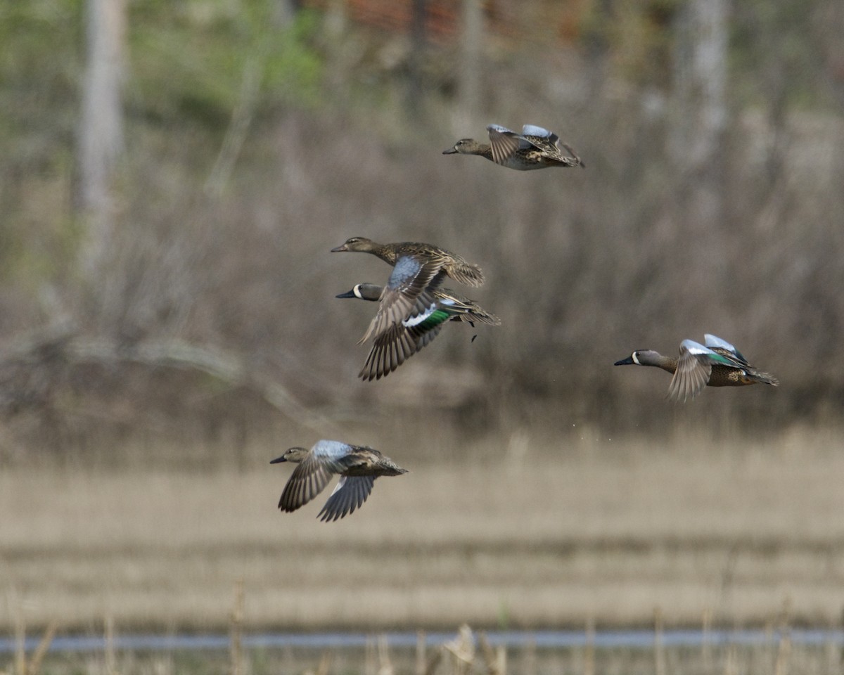 Blue-winged Teal - ML558346821