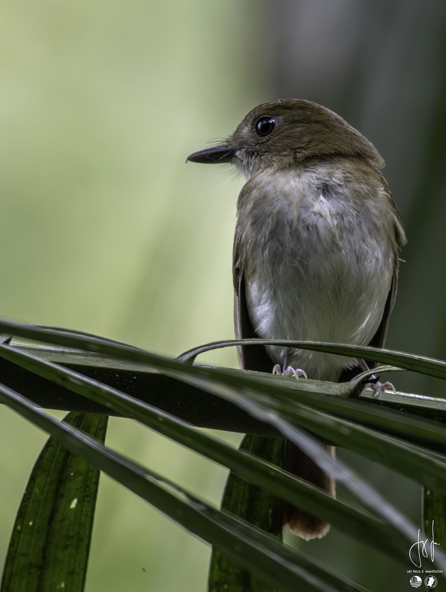 Chestnut-tailed Jungle Flycatcher (Philippine) - ML558350171