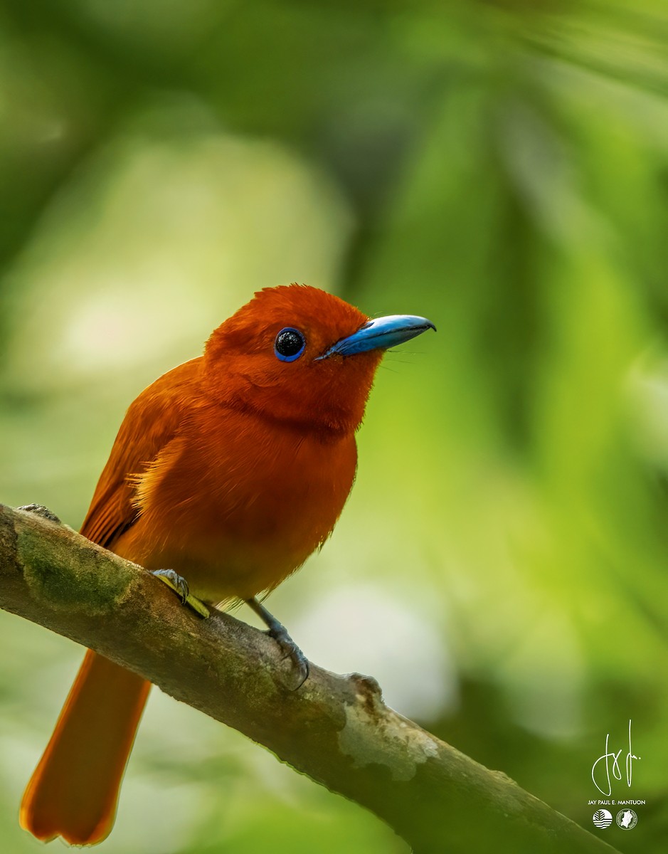 Rufous Paradise-Flycatcher (Southern) - ML558350681