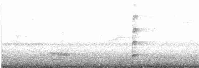 Spotless Crake - ML558354971