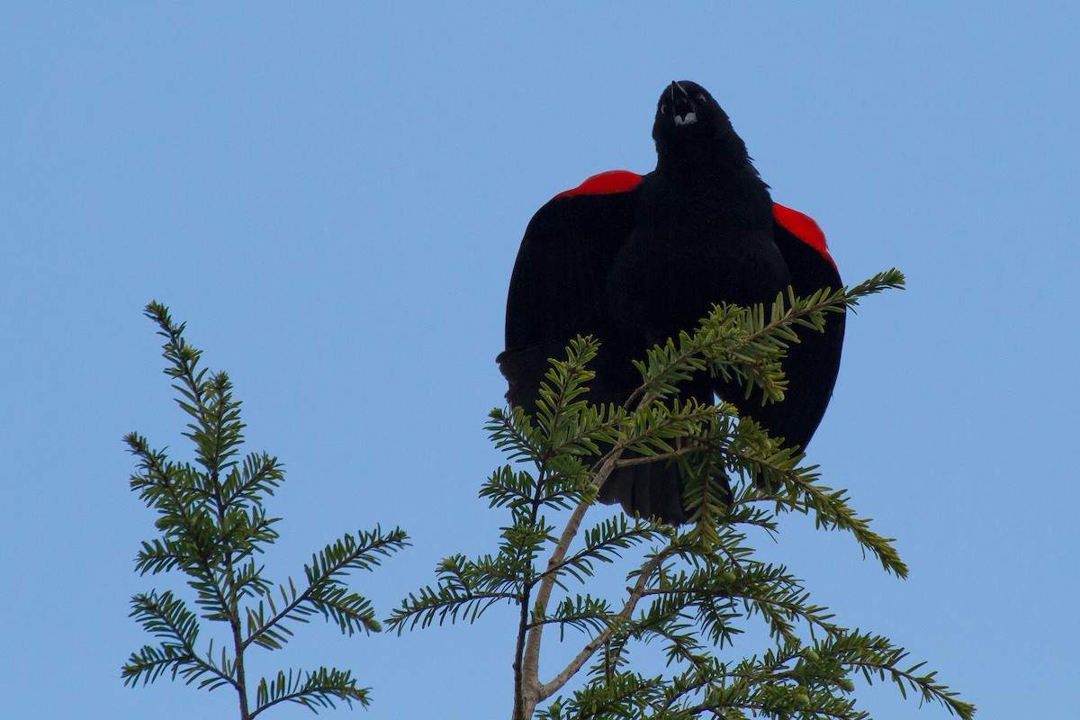 Red-winged Blackbird - ML558355131