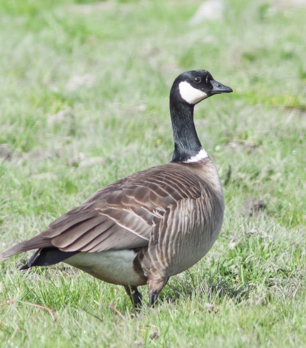Cackling Goose (Aleutian) - Jeff Todoroff