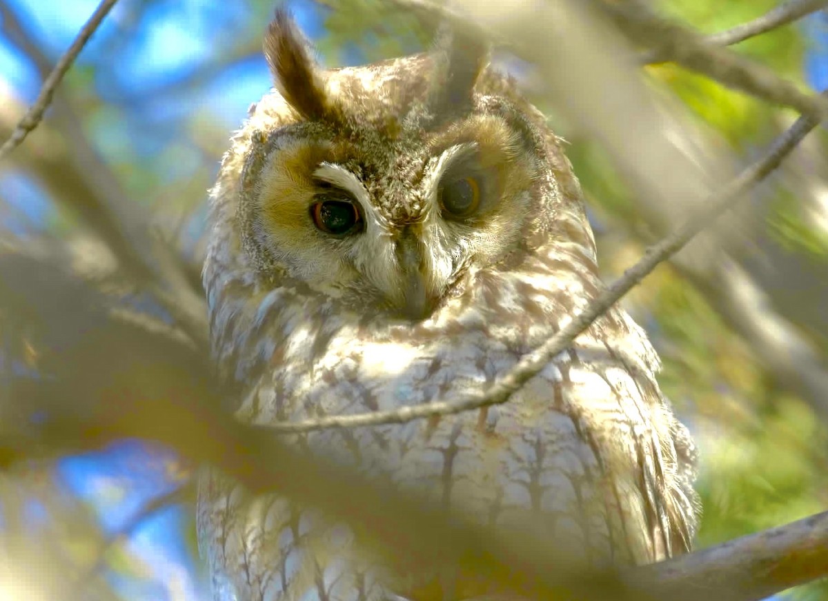 Long-eared Owl - ML558359691