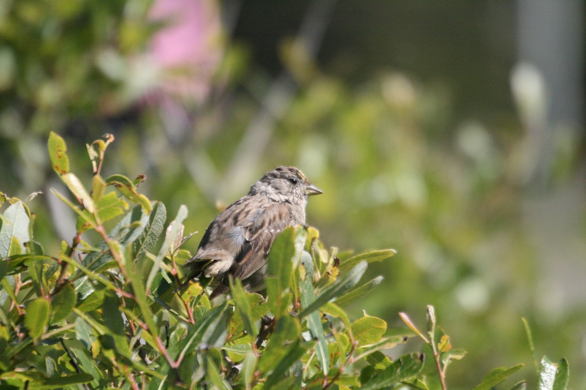 Golden-crowned Sparrow - ML558360151