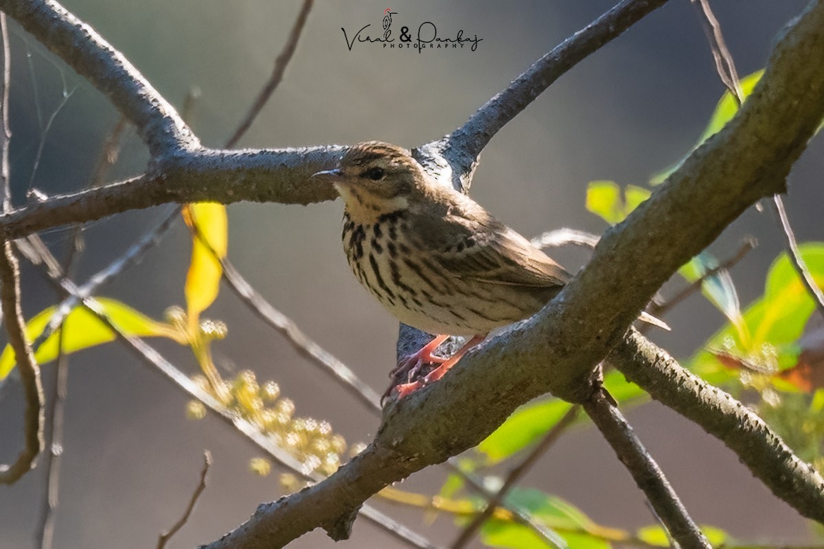 Olive-backed Pipit - ML558363781