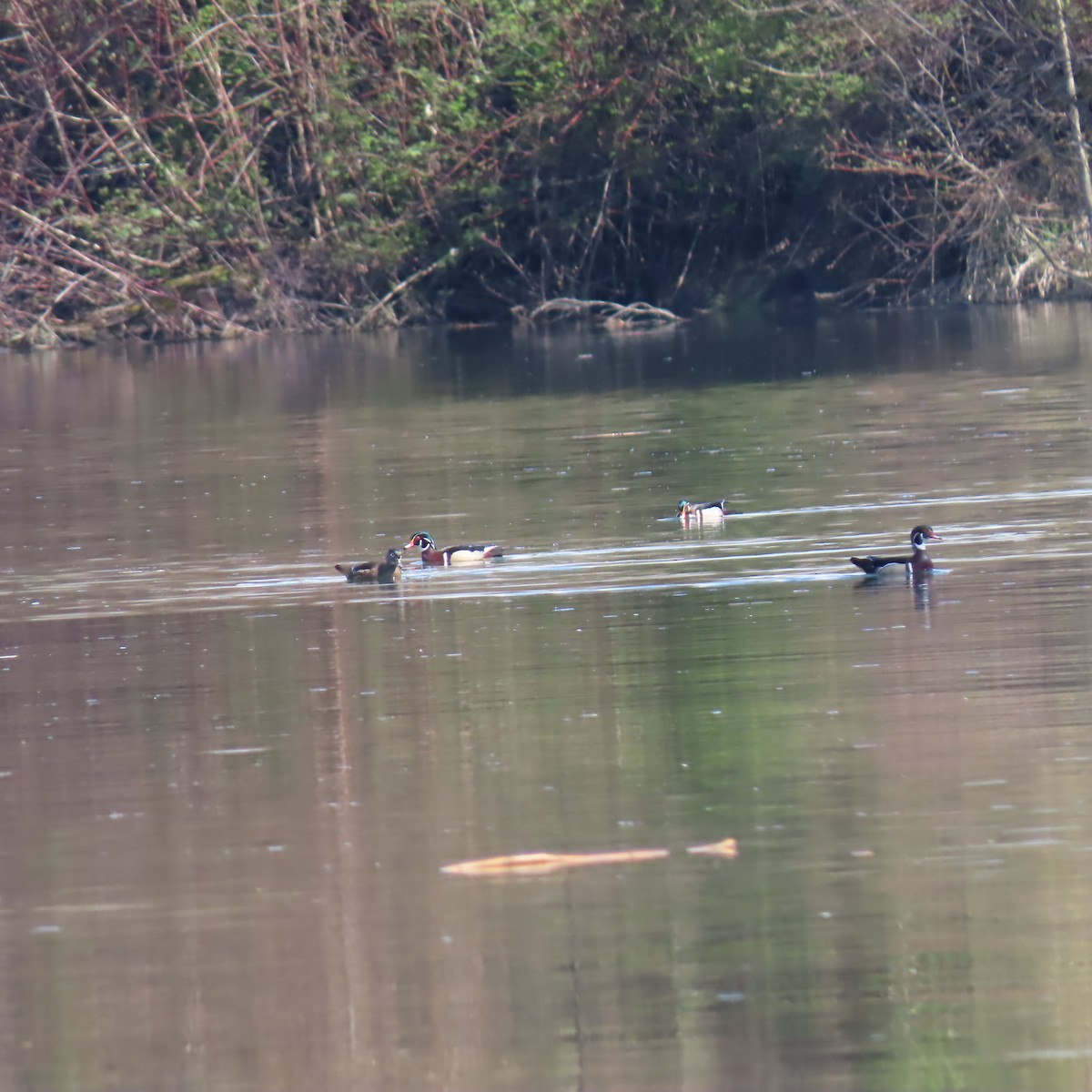 Ebird Checklist Apr Frenchman S Bar Regional Park Species