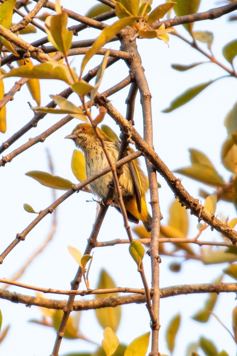 Yellow-vented Flowerpecker - Harshil Sharma