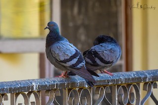 Rock Pigeon (Feral Pigeon), ML558366891