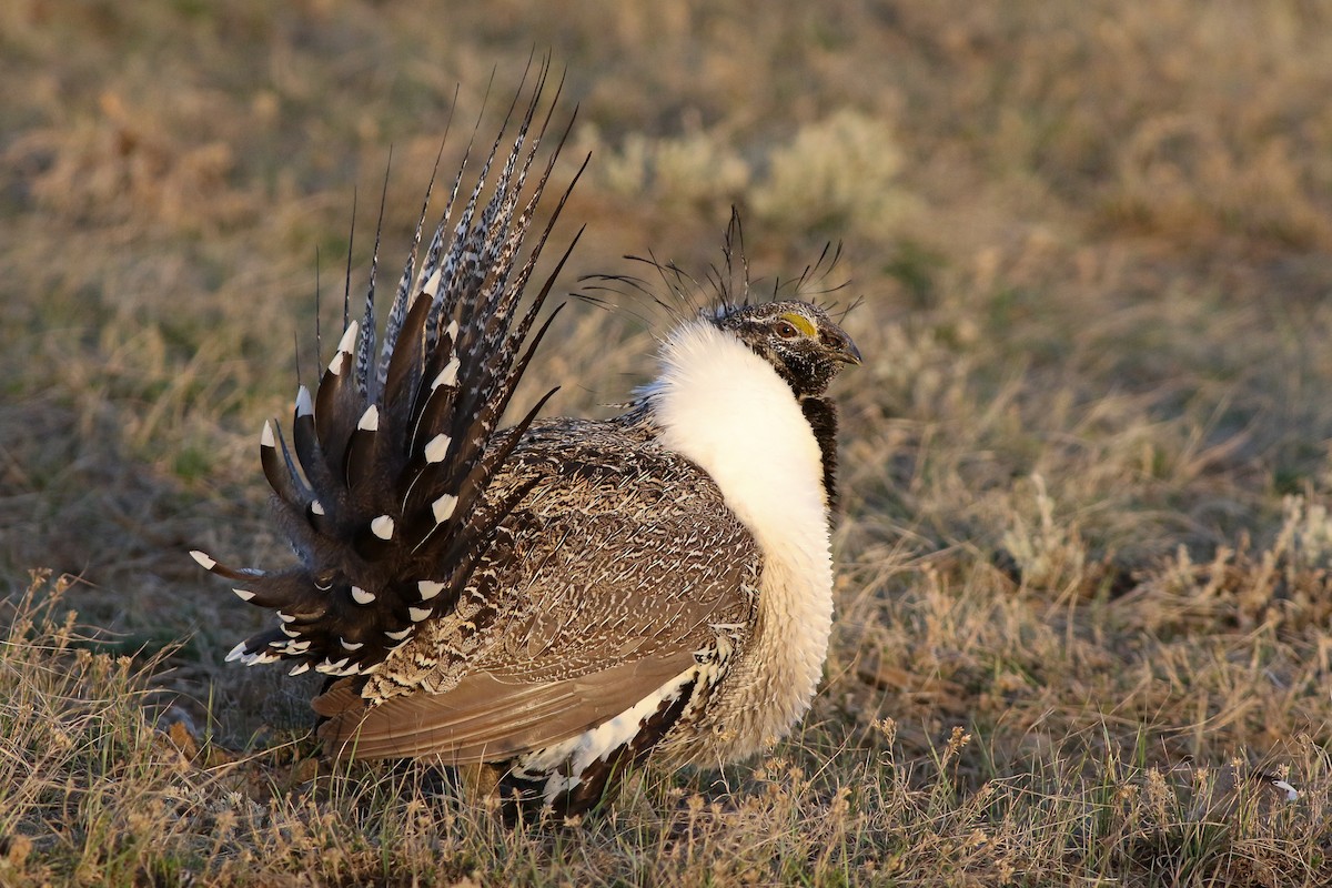 Greater Sage-Grouse - Michael O'Brien
