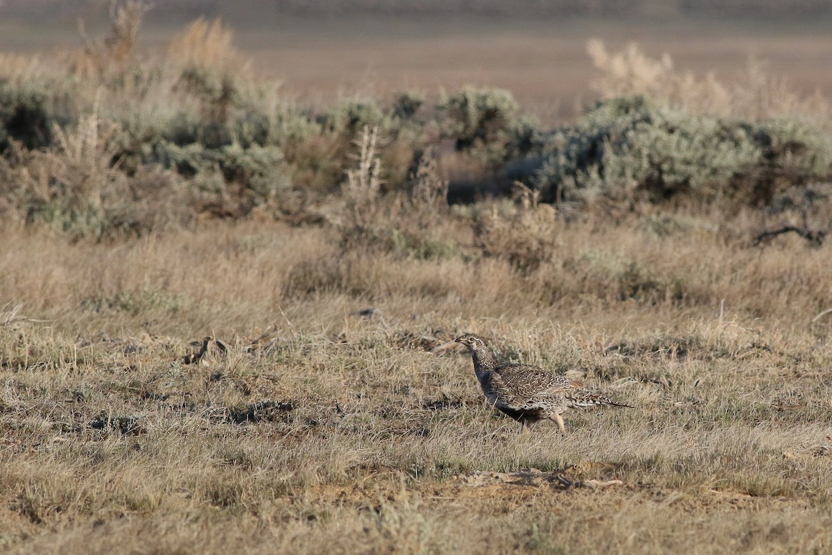 Greater Sage-Grouse - ML55837431