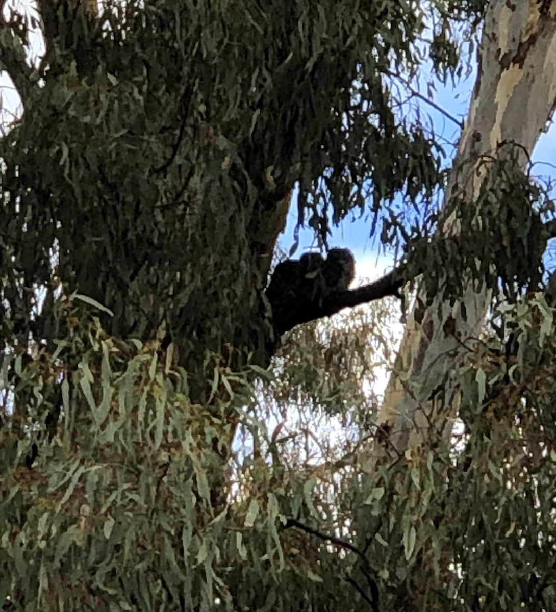 Tawny Frogmouth - ML558381461