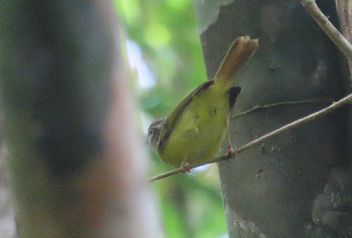 Yellow-bellied Warbler - ML558386281