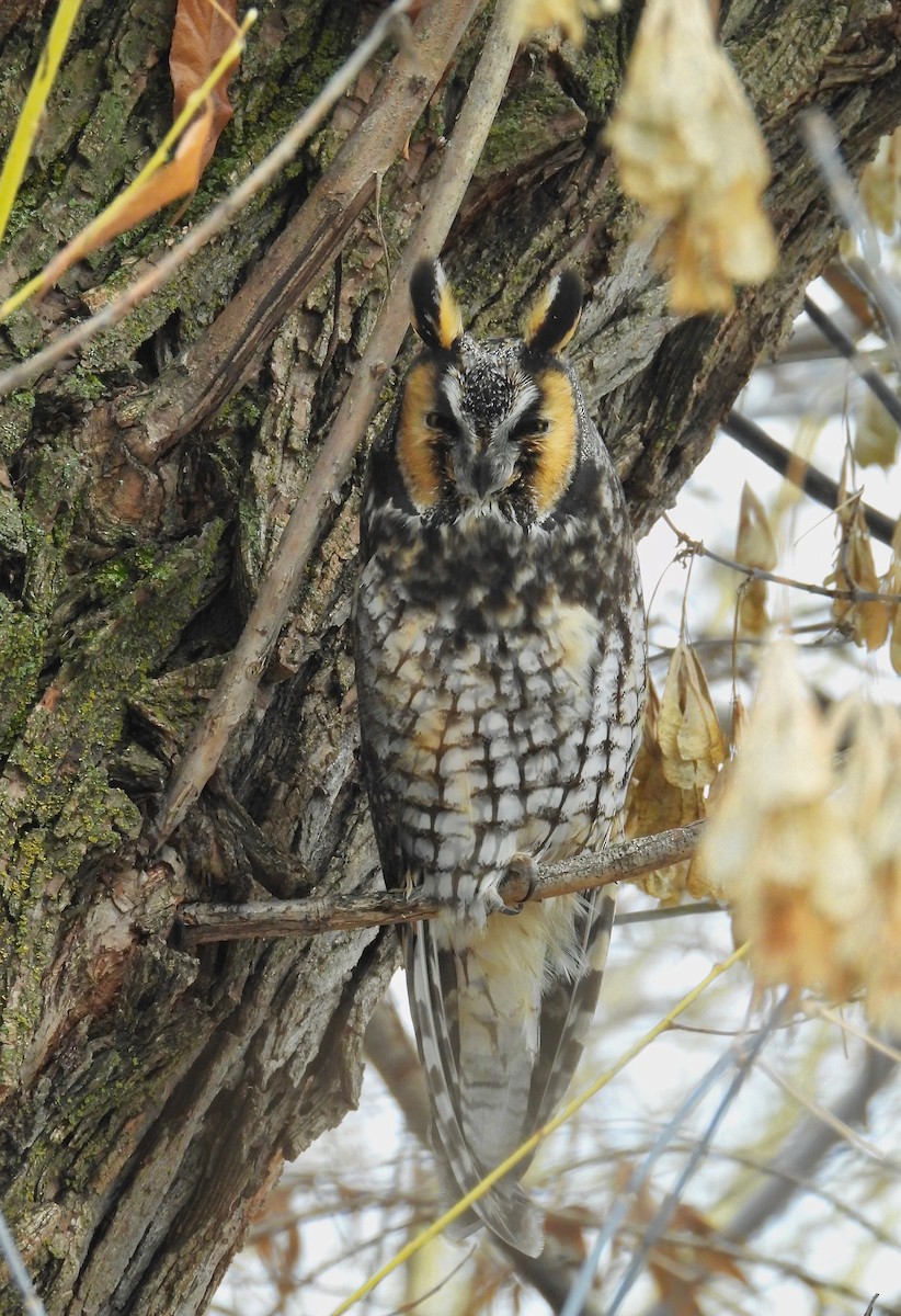 Long-eared Owl - ML558394131