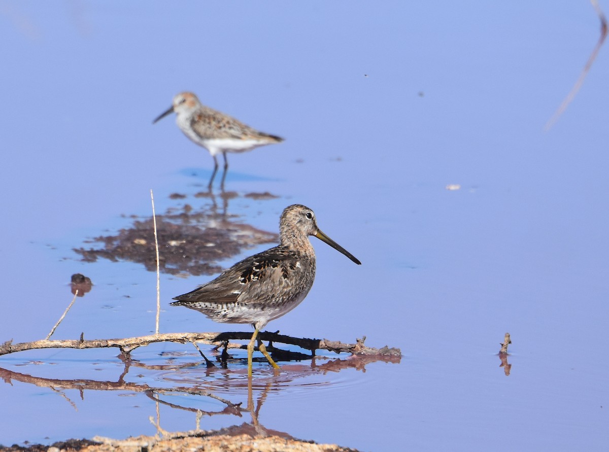 Long-billed Dowitcher - ML55839661