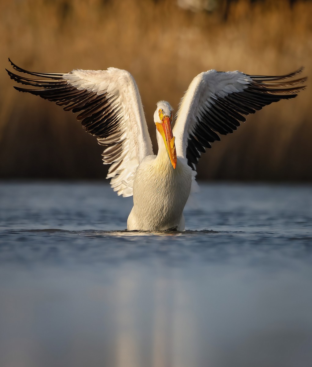 American White Pelican - Ben Kerstetter