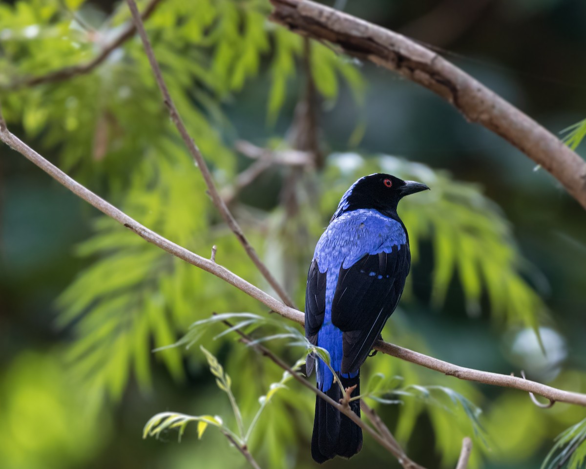 Asian Fairy-bluebird - Vinod Kumar