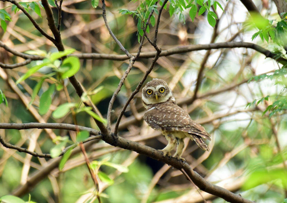 Spotted Owlet - Ajoy Kumar Dawn