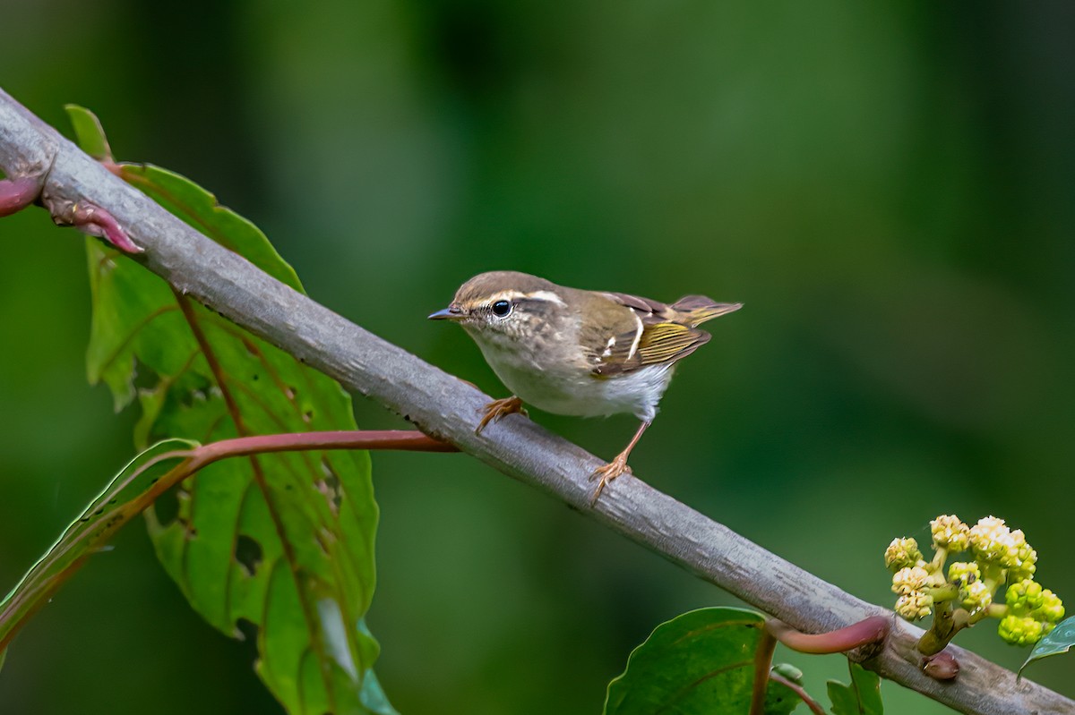 Yellow-browed Warbler - ML558400571