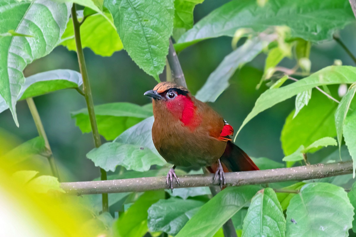 Red-faced Liocichla - ML558400711