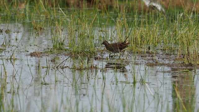 Spotted Crake - ML558401641