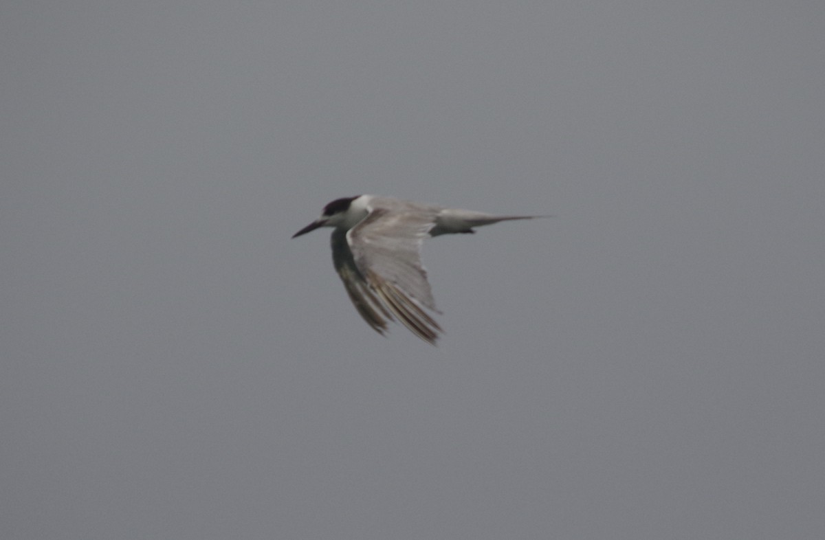 Common Tern - Max Weatherall