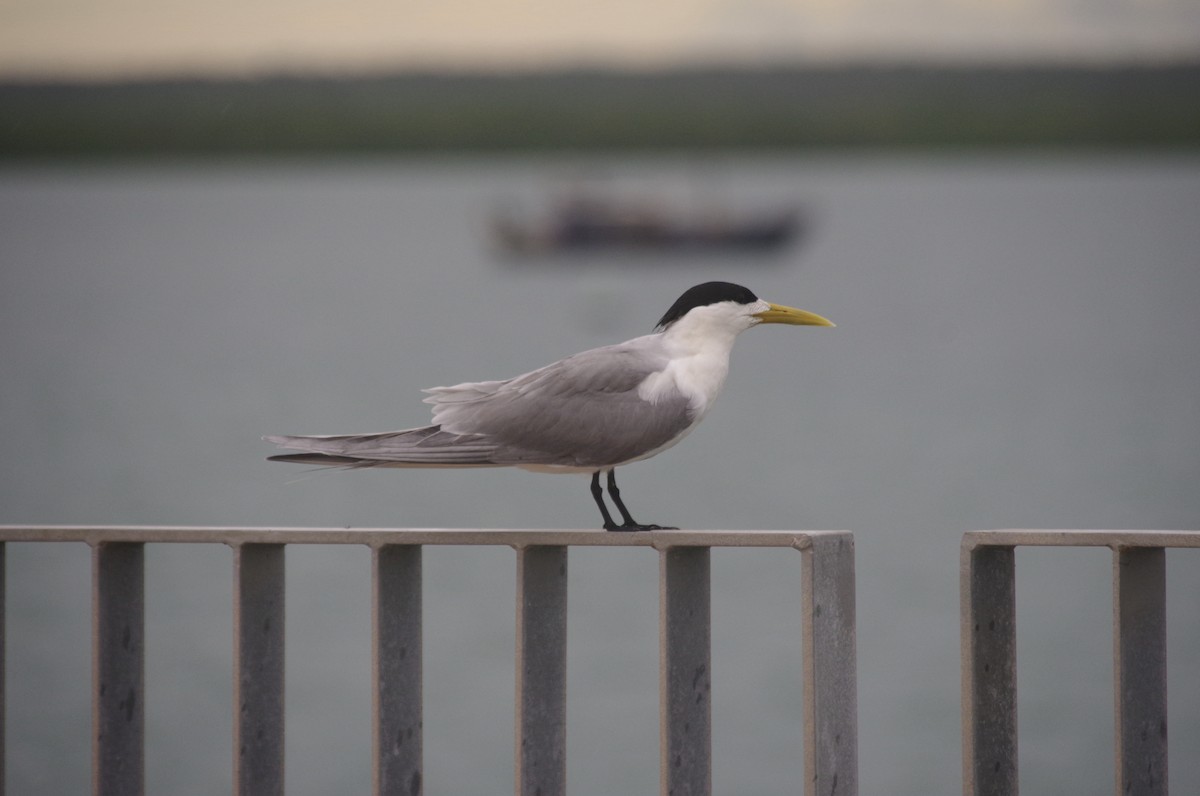 Great Crested Tern - ML558402241